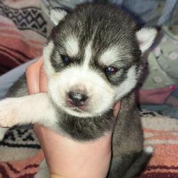 Kratos - Sable and white male Siberian Husky puppy in Richland, Mississippi from Feazell’s Siberian Huskies