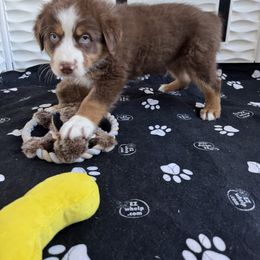 Australian Shepherd Puppies from R and B Aussies