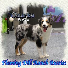 Ozarka - Blue merle female Miniature Australian Shepherd puppy in Forestburg, Texas from Flaming Dill Ranch Aussies