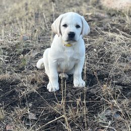 Labrador Retriever puppies from Heavenly polar labs