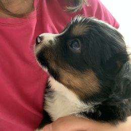 Lil' Smore, AKC Mini Aussie, Black Tri Boy with Natural Tail - Black tri male Miniature Australian Shepherd puppy in Douglas, Arizona from Starry-Eyed Mini Aussies with Tails
