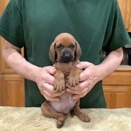 Mr Orange - Red male Redbone Coonhound puppy in Madisonville, Tennessee from Blackstone Valley Hounds