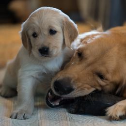 Goldendoodle, Golden Retriever, and Sheepadoodle Puppies from Guppy Puppies