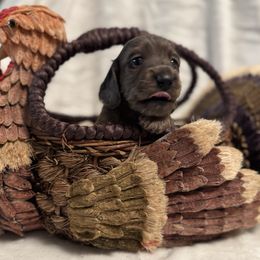 Chip - Dapple male Dachshund puppy in Franklin, Tennessee from Wendy's Weenies