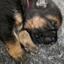 Red ribbon - Black and red male German Shepherd puppy in Lyndonville, New York from Steinholtz German Shepherds