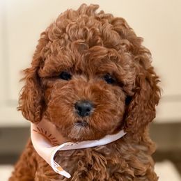 Cockapoos, Goldendoodles, and Poodles from Cherokee Creek Labradors and Doodles