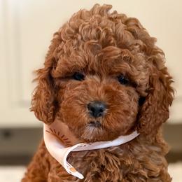 Cockapoos, Goldendoodles, and Poodles from Cherokee Creek Labradors and Doodles