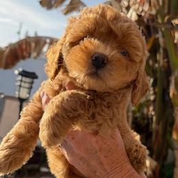 Pepper - Red female Bernedoodle puppy in Daytona Beach, Florida from Lindy’s Doodles