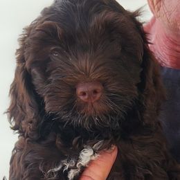Girl 2 - female Australian Labradoodle puppy in Ocala, Florida from Vinton Valley Australian Labradoodles