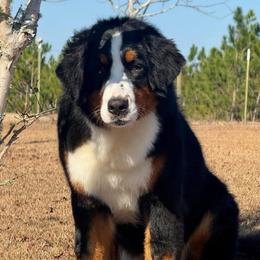 Priscilla is - Black tan and white female Bernese Mountain Dog puppy in Broxton, Georgia from Faith’s Bernese