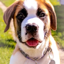 Companion Cross and Saint Bernard Puppies from Coleman Saint Bernards of Ohio