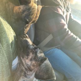Great Dane Puppies from The Greater Dane Kennel