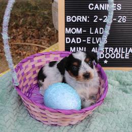Evan - Black tri-color male Aussiedoodle puppy in Hopkins, Missouri from Mowry Creek Mini Aussiedoodles and More