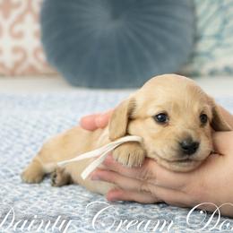 Linen - Cream female Dachshund puppy in South Laurel, Maryland from Dainty Cream Doxies