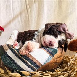 Tawny - Parti female Poodle puppy in Gaylord, Michigan from Dog Mom Co. Poodles