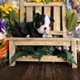 Boston Terrier Puppies from Baldwins Boston Terriers