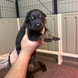Green Collar Girl - Bi-color female German Shepherd puppy in Universal City, Texas from Jaxinhaus German Shepherds