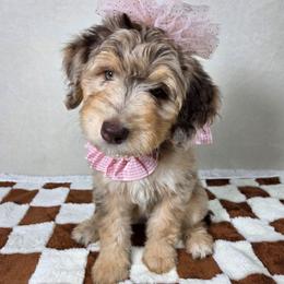 Junie - Brown merle female Aussiedoodle puppy in Haleyville, Alabama from The Cuddly Dood Ranch