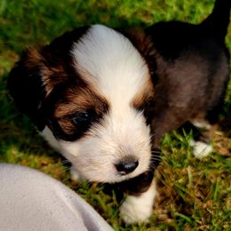 PCP Lucille's Raven of the Moon - Black and white female Companion Cross puppy in Kimball, Michigan from Perfect Companion Puppies
