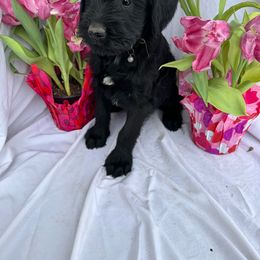 Yellow - Black Giant Schnauzer puppy in Missouri from Jotunn Kennels