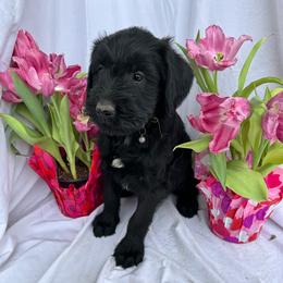 Yellow - Black Giant Schnauzer puppy in Missouri from Jotunn Kennels