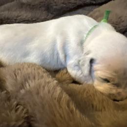Kevin Jonas - White and black male Dalmatian puppy in Fort Cavasos, Texas from Mainstreet Dalmation