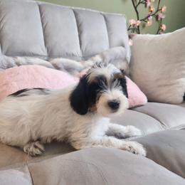 Oliver - Parti male Yorkipoo puppy in Bedias, Texas from Texas Yorkies and Yorkiepoos