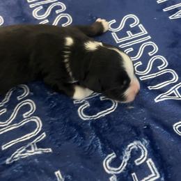 JACK - Black tri-color male Australian Shepherd puppy in Prescott Valley, Arizona from Cu2 Aussies