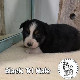 Elmer - Black tri male Miniature Australian Shepherd puppy in Jaroso, Colorado from Heaven Sent Aussies
