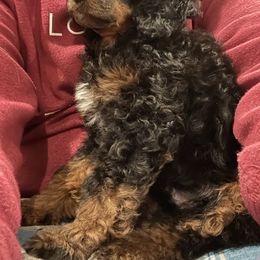 Poodle Puppies from Grandy’s Pretty Poodles