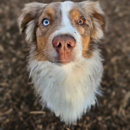 Miniature Australian Shepherd All Grown Up from Swanky Aussies