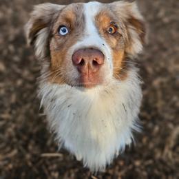 Miniature Australian Shepherd All Grown Up from Swanky Aussies