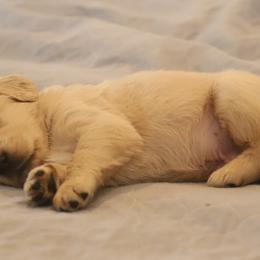 Golden Retriever Puppies from Golden M Family Farms
