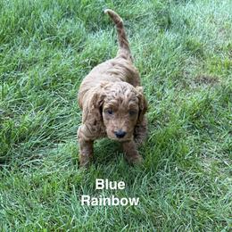Blue Rainbow Collar - Red  female Goldendoodle puppy in Landis, North Carolina from Shelbys Doodle Farm