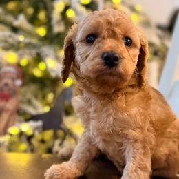Ginger - Apricot female Goldendoodle puppy in Macclenny, Florida from Baker County Goldendoodles