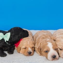Goldendoodle puppies from 757 Doodles