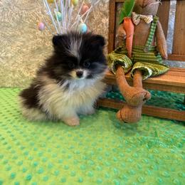 River - Black and tan parti male Pomeranian puppy in Success, Missouri from Sweet Success