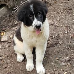 Jessie - White and black Karakachan puppy in Virginia from Hilljack Farm