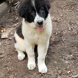 Jessie - White and black Karakachan puppy in Virginia from Hilljack Farm