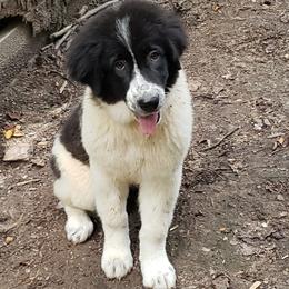 Jessie - White and black Karakachan puppy in Virginia from Hilljack Farm