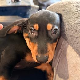 Black and Tan (Female) - Black and tan female Dachshund puppy in Long Beach, California from CasadeWeens