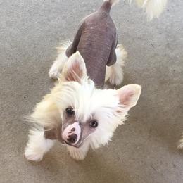 Chinese Crested Puppies from Jewels Chinese Cresteds