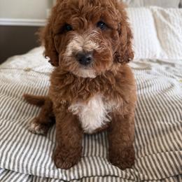 Black - Caramel red female Labradoodle puppy in Shingle Springs, California from California Double Doodles