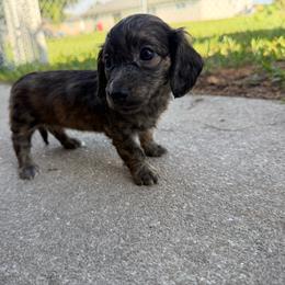 AKC Shaded Cream Brindle - Brindle female Dachshund puppy in Lehigh Acres, Florida from Ruby Rose Dachshund Dynasty