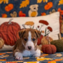 Border Collie, Papillon, Sporty Mix, and Whippet Puppies from Old Hemp Border Collies / Open Horizon Sport Dogs