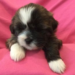 Phobee - Brindle female Lhasa Apso puppy in Albany, Georgia from Clark's Lhasas