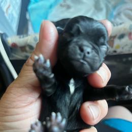 Dark fawn girl 3 - Fawn female Pug puppy in Onalaska, Washington from Cupid’s Pugs