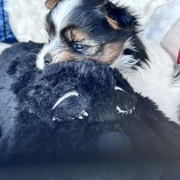 Biewer Terrier Puppies from Rebecca Urban