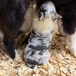 Comet - Blue merle male Border Collie puppy in Farmersville, Texas from Sheps Farm Border Collies