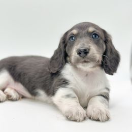 Olaf - Piebald male Dachshund puppy in Moses Lake, Washington from Evergreendox Dachshunds